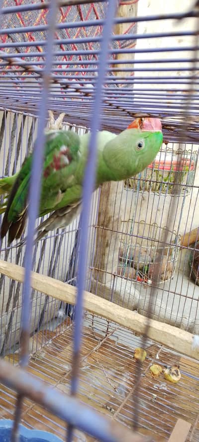 Raw pattha healthy and active for sale