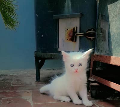 Persian white kittens