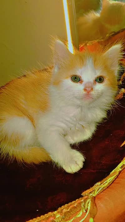 Persian kitten double coat