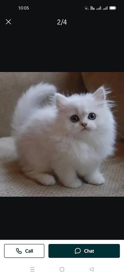 persian cat my WhatsApp number 03085595823
