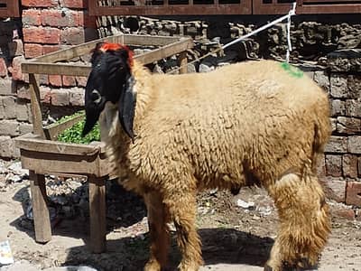 Qurbani ka Liya chatra full healthy and active