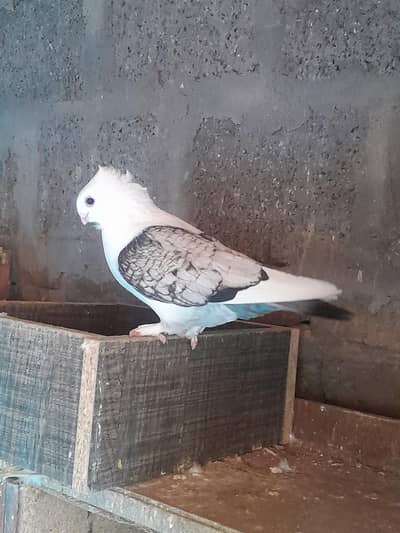 sentinent pigeon for sale