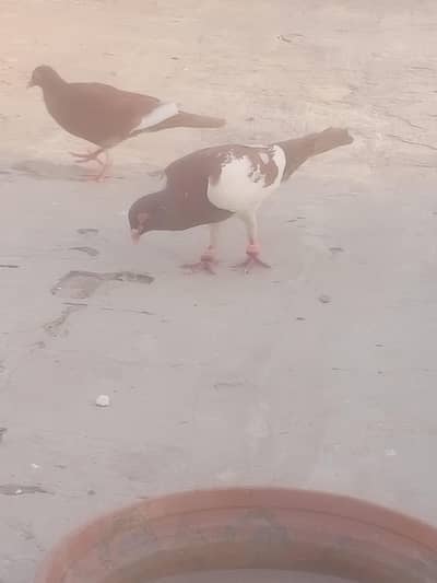 asreli lal piar breedar pair ha 2500