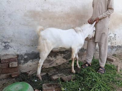 Bakra bahut acha hai . Whatsapp Number 03441180748