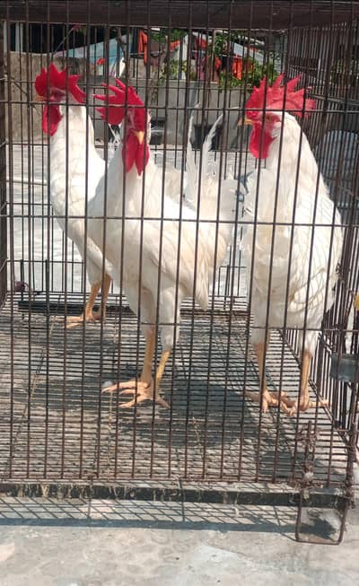 Pure White 3 Breeder Males