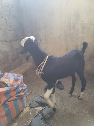 bakra for sale 2026
