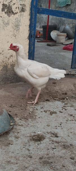 heera aseel madi white hen
