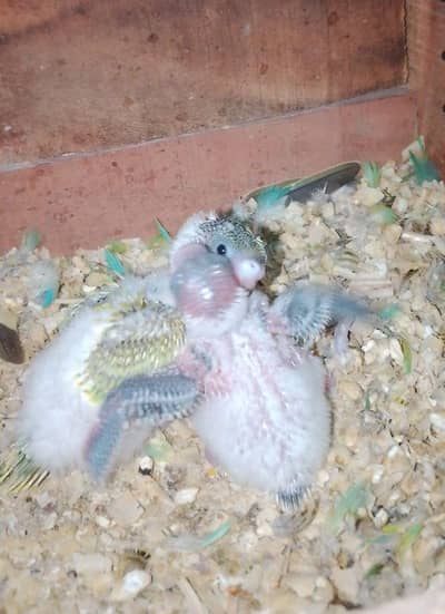 0327-0277654/hogo/parrot/cage/love bird/cocktail/Australian/bajri/chic