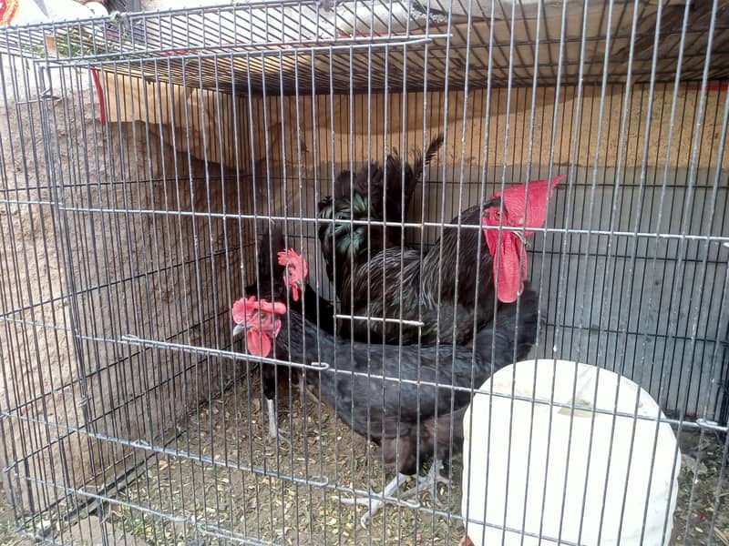 Australorp set 1