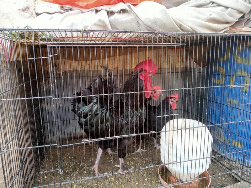 Australorp set 2