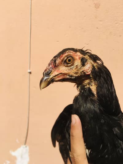 Veit drummer exchange also possible only with females