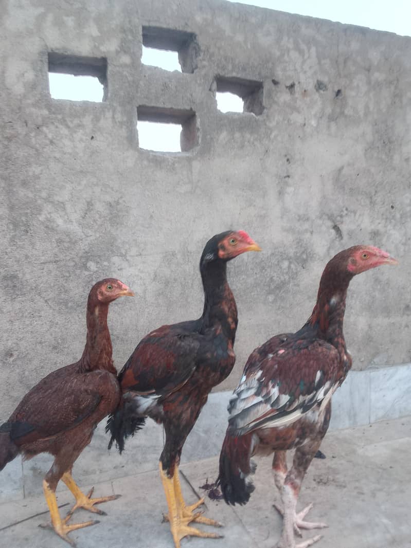 دو مرغے اور ایک مرغی 0