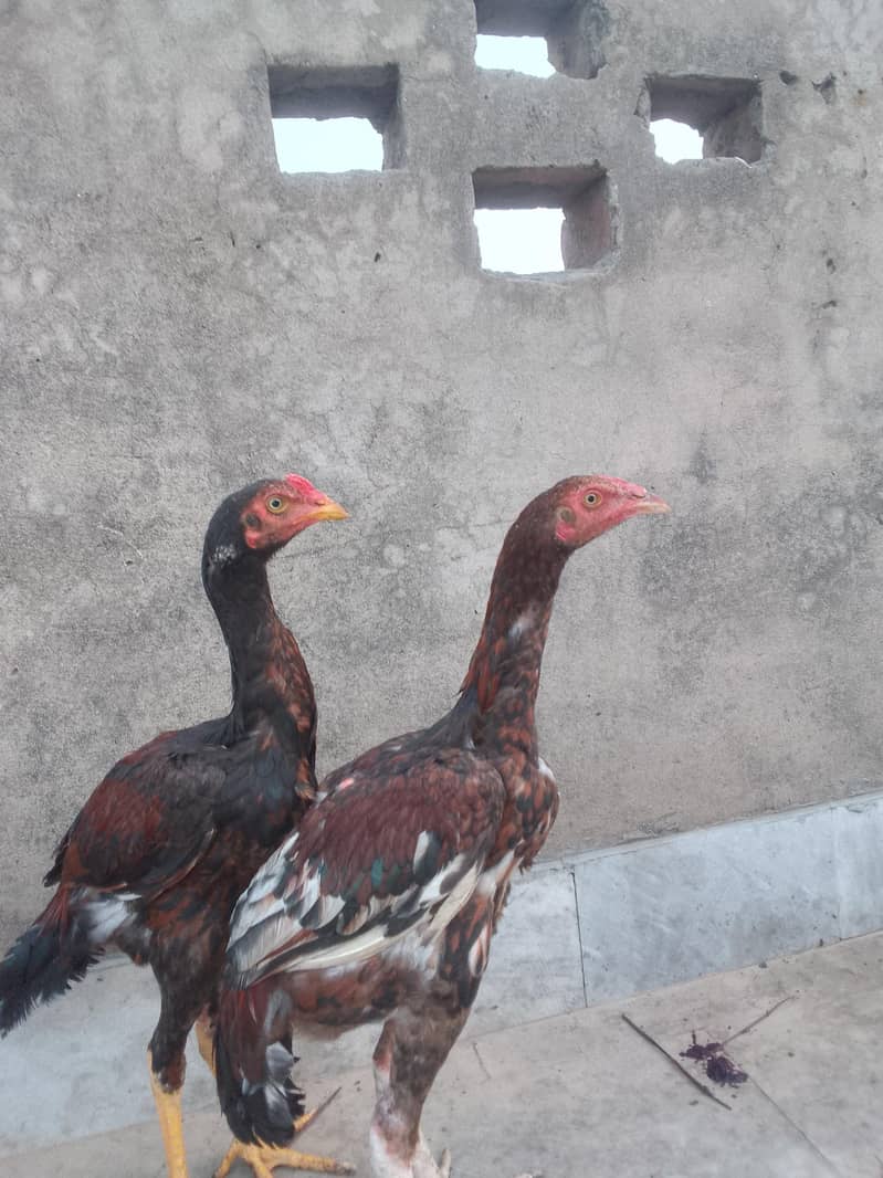 دو مرغے اور ایک مرغی 1