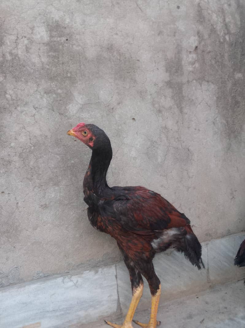 دو مرغے اور ایک مرغی 2