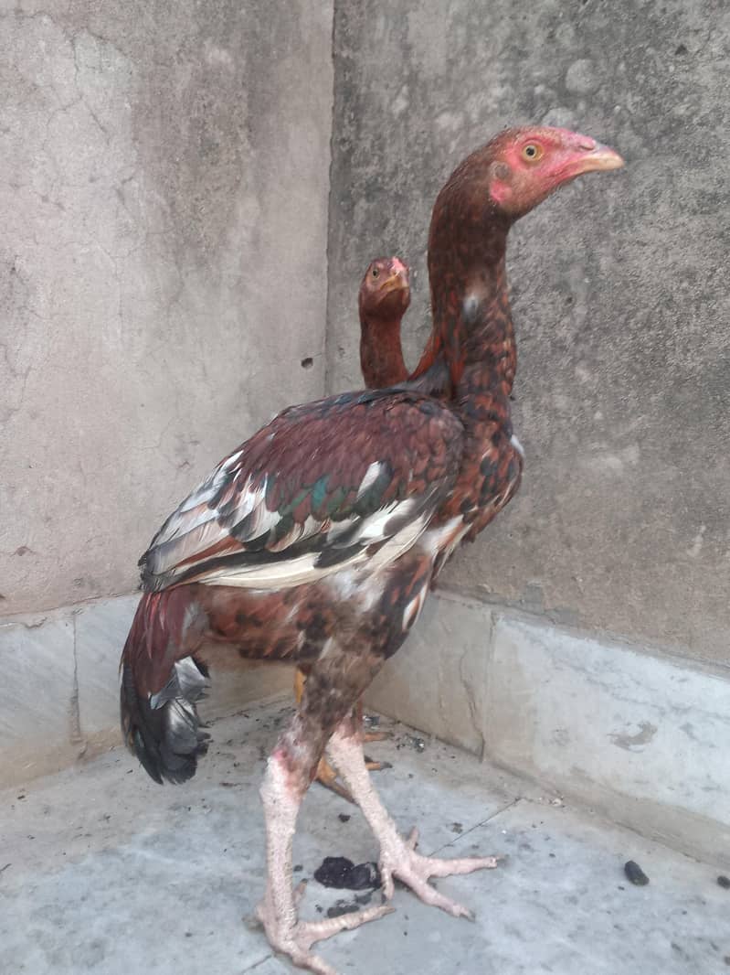 دو مرغے اور ایک مرغی 3