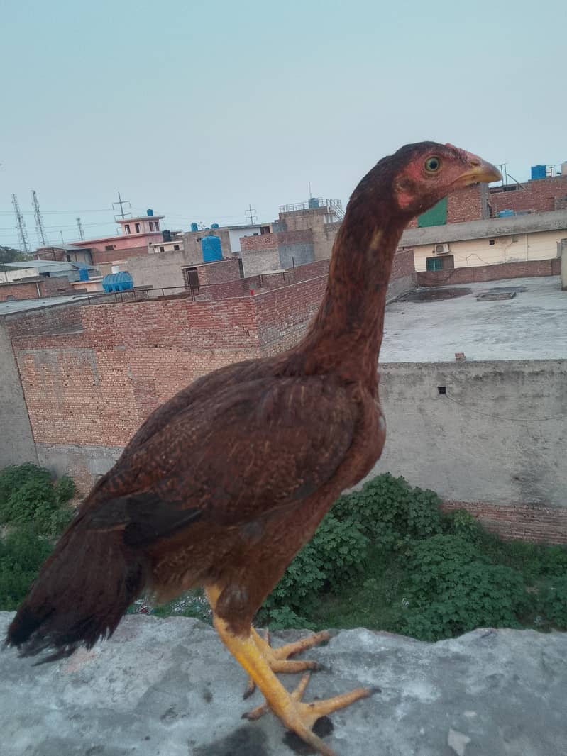 دو مرغے اور ایک مرغی 4