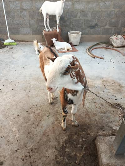 Teddi Male Female Pair