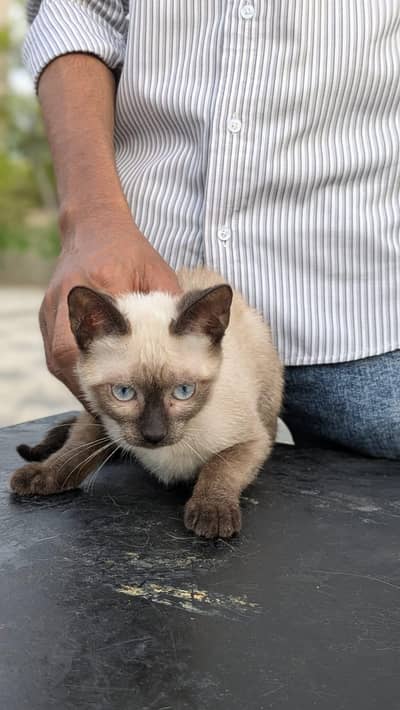 Premium Siamese Female Kitten for Sale 