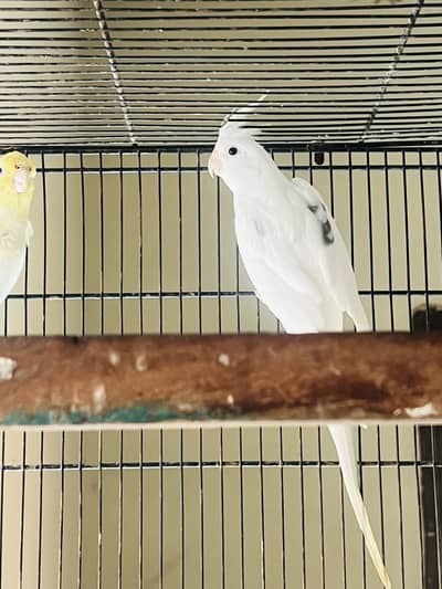 /Eno / Cream spotted spit fellow male  & Eno Breeder pair with 2 check