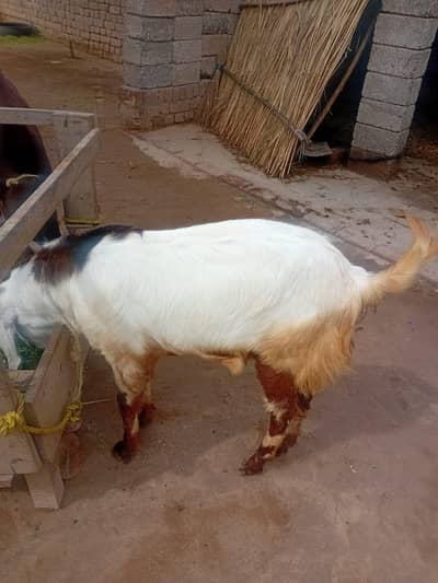 3 قربانی کے جانور