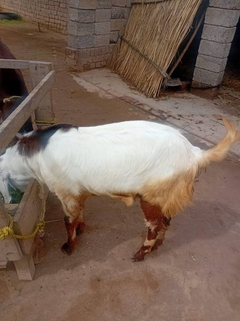 3 قربانی کے جانور 0