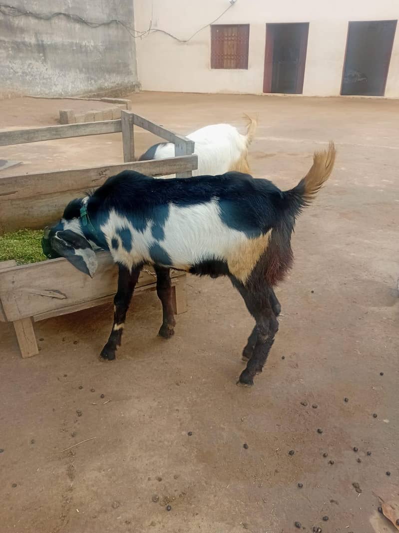 3 قربانی کے جانور 1