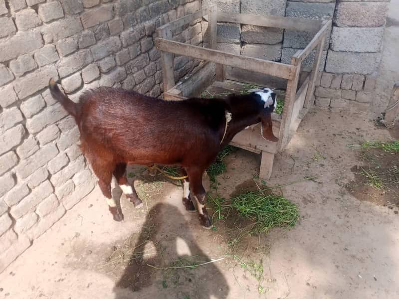 3 قربانی کے جانور 2