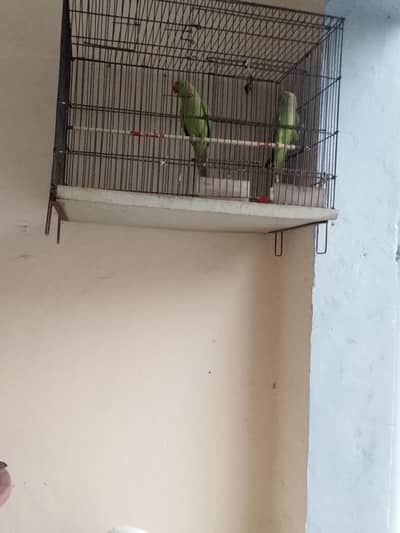 sale of Parrot