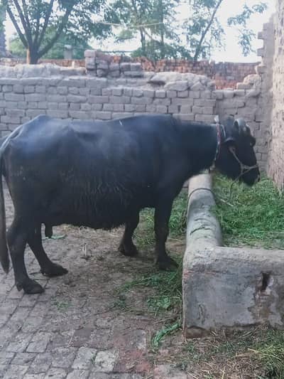 buffalo and jhota qrbaani k ly for sale