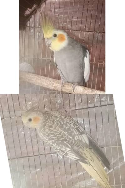 cocktail breeder piar 4 chiks average. conure chicks available conure