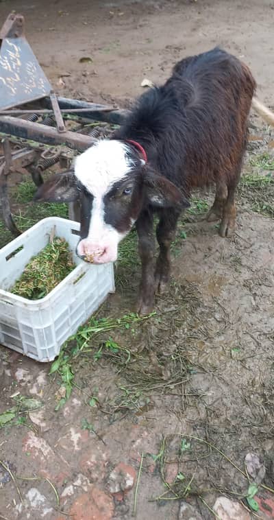 neli ravi katta for sale