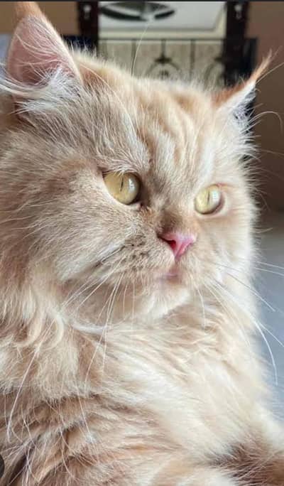 Persion Triple Coated Male