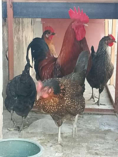 misri hens Jawan han anday day rahien han 4 anday roz deti han