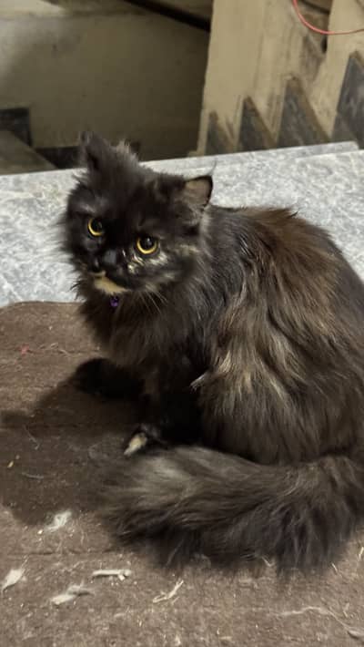 Persian Cats Doll Face Pair