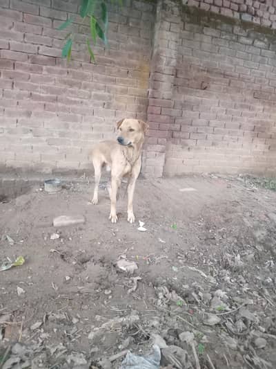 Alsation Bigiari Dog for sale