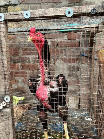 Japanese Shamo Aseel Pure Breed Available