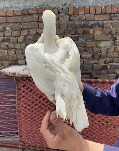 Heera Madi with 2 aseel pathay