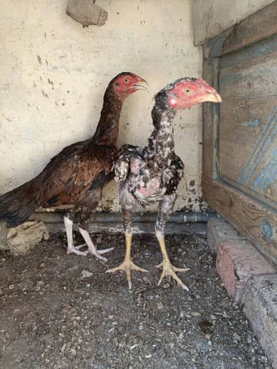 Aseel Sindhi Pair For Sale. . . what's app: 03219874606