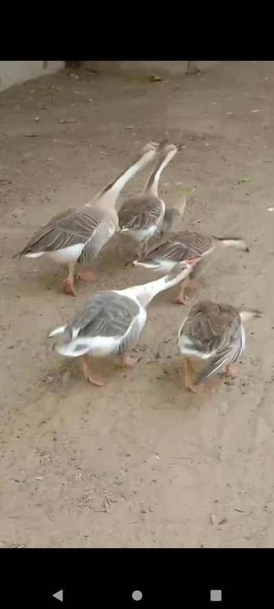 Geese Duck available traio