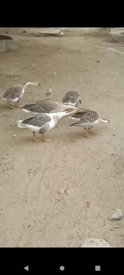 Geese Duck available 5 pieces