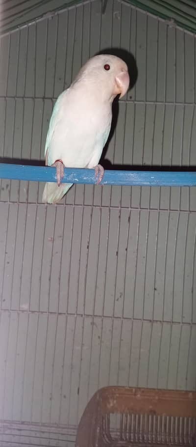 love bird red eyes male