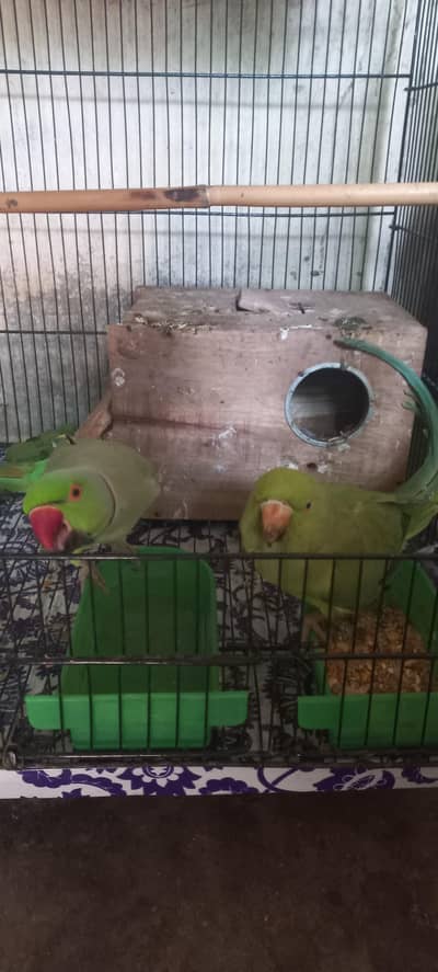 ringneck pair hy full beeder hy