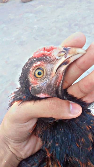 beautiful male hen for sale