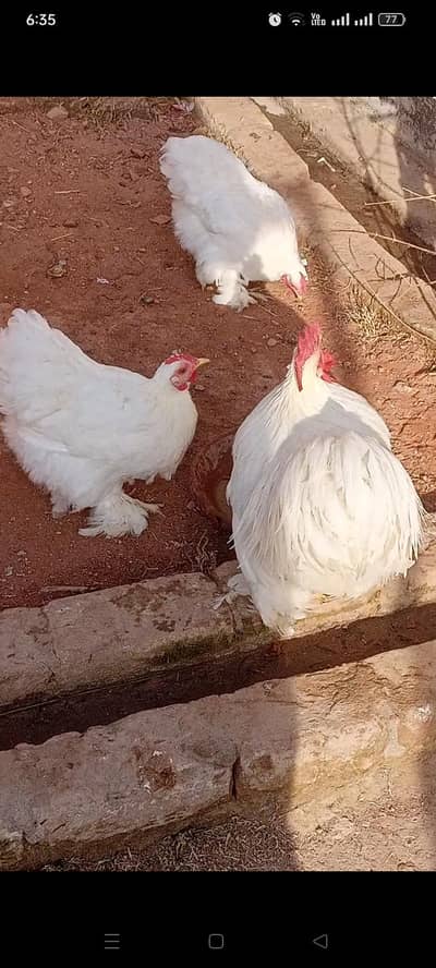 White bantam bareeder set and fully automatic incubator