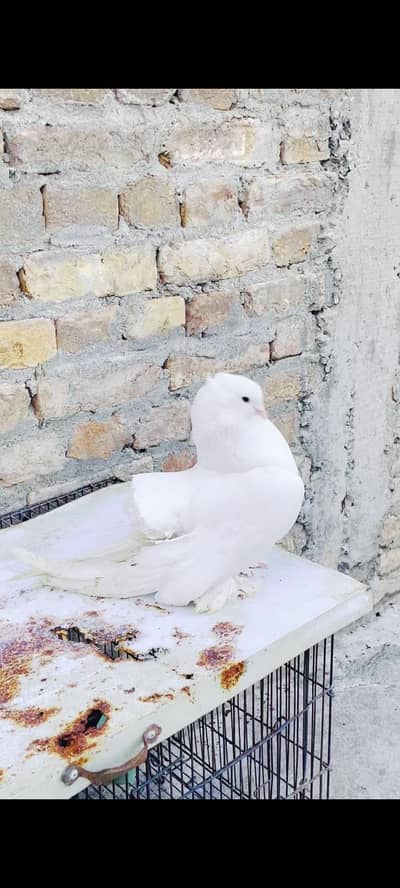 2 Breader male for sale black and white 