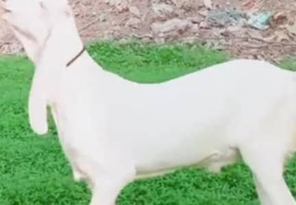 Bakra for sale munh se 2 dant call me 03033477978