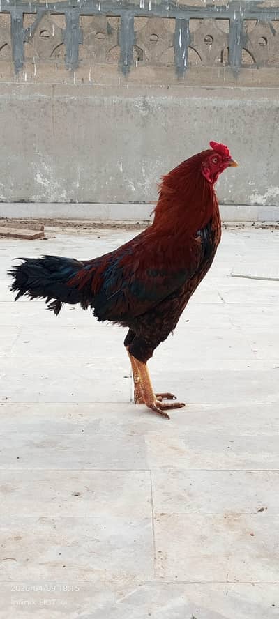2 aseel breeder available