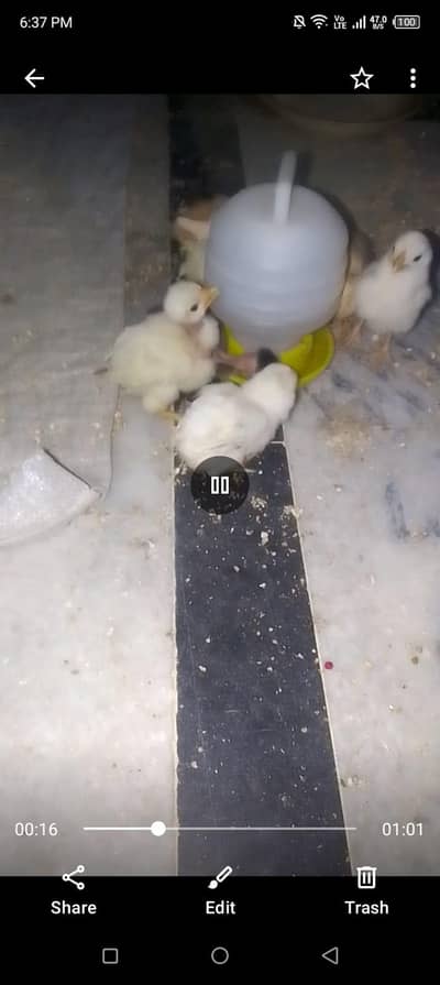 healthy and active aseel chicks are available