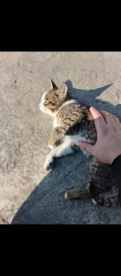 9 months old stray cat Abbottabad