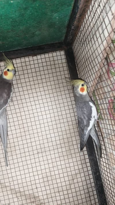 full kamal ka pair hai breader pair hai box mien regular ja raha hai